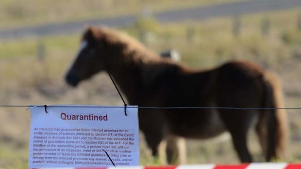 A horse is quarantined at a property in Hervey Bay,  Queensland, following an outbreak of the lethal bat-borne Hendra virus.
