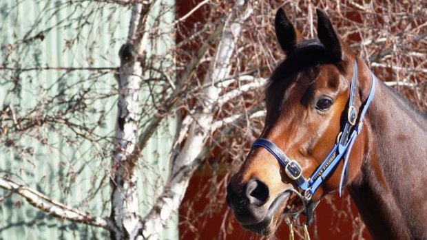 Champion racehorse Atlantic Jewel at the stables of trainer Mark Kavanagh.