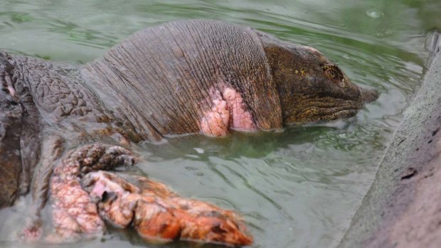 The rare giant   turtle, with an open wound on its neck, swims in Hoan Kiem Lake in Hanoi.