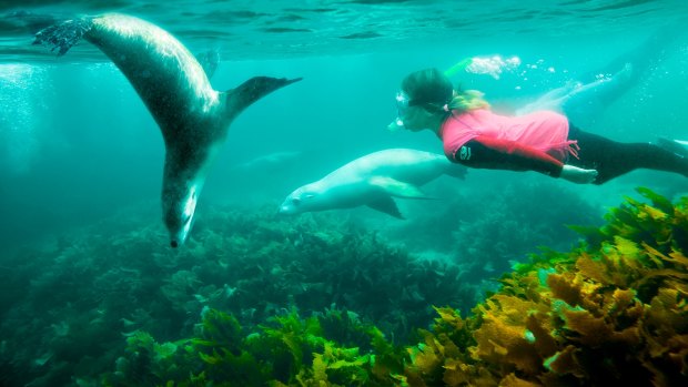 This sea lion experience will give you the warm fuzzies.