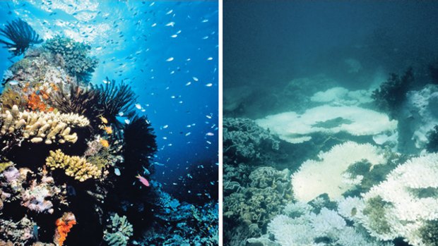 A healthy Barrier Reef (left) and one showing the effects of coral bleaching (right). The impact of ocean acidification is predicted to be far worse.