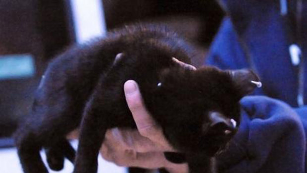 A kennel attendant holds a kitten that was taken from a home because some of its body parts were pierced.