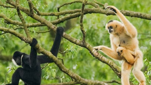 Northern white-cheeked crested gibbons, including an adult female with baby and adult male in an undisclosed location in Vietnam.