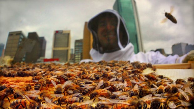 Mat Lumalasi tends to a city hive.