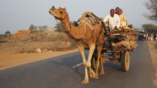 Camel pulling cart on a Rajasthan road.