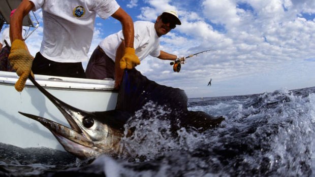 Florida Keys fishermen haul in their catch.