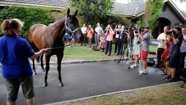 Holding court: Black Caviar draws a crowd at Caulfield this week ahead of her return to racing at Flemington.