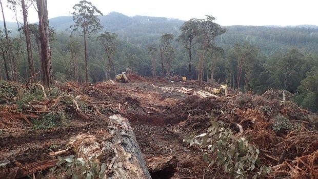 A VicForests logging coupe in the the Loch Valley, a known habitat of the threatened Greater Glider.