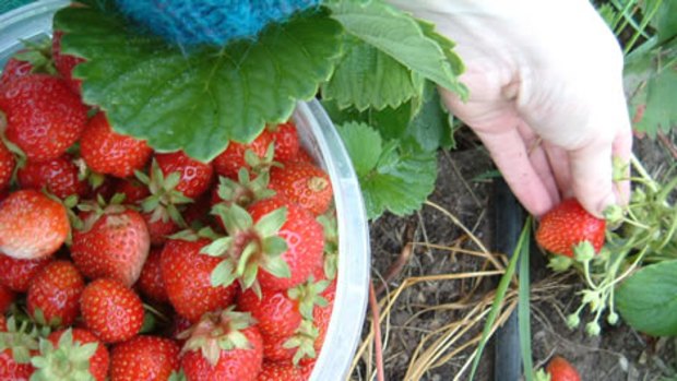 Working on the Willing Workers on Organic farms (<span class="highlight">WWOOF</span>) project picking strawberries.<br />