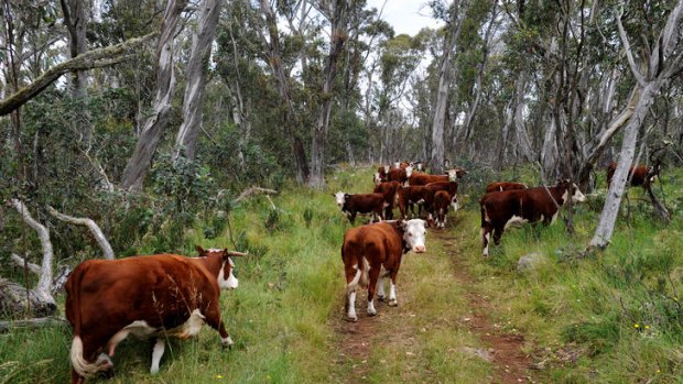 The federal government blocked a state trial of cattle grazing in the Victorian Alpine National Park.