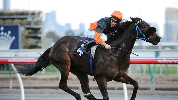 Caulfield Cup contender: December Draw will race in Sunday's Turnbull Stakes at Flemington.