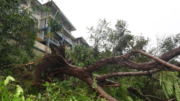  Fallen trees in Airlie Beach.