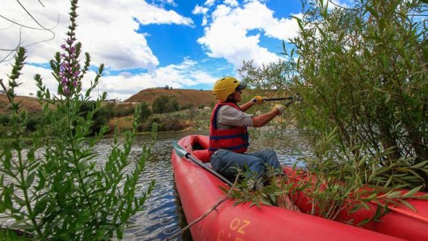 The NSW Government is providing an additional $10,400 to a project called the Upper Murrumbidgee Demonstration Reach, which controls willow trees along 45 kilometres of the Upper Murrumbidgee. Trimming the willow trees from her canoe, Anthea Brademann, facilitator of the upper Murrumbidgee demonstration reach.