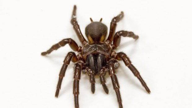 Fraser Island funnel-web spider venoms show promise in the treatment of stroke.