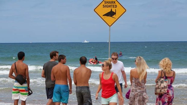 Hunt for the shark ... lifesavers patrol Dee Why Beach on Sunday
