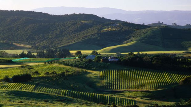 The view over Obsidian vineyard.