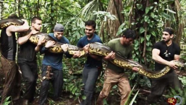 The giant anaconda that attacked Paul Rosolie on <i>Eaten Alive</i>.