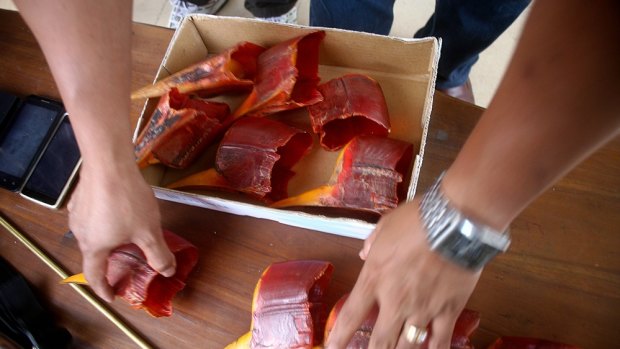 Hornbill casques seized in Indonesia.