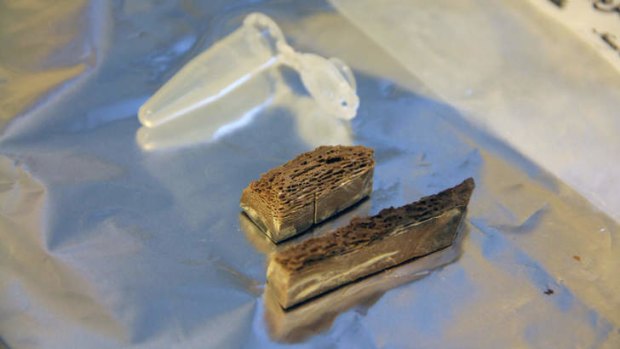 Two pieces of a 700,000-year-old horse metapodial bone, just before being extracted for ancient DNA, are shown.