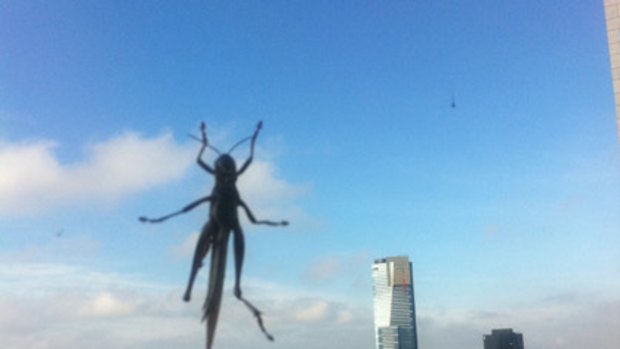 Andrew Gartlan took this photo of a locust on the window of his 34th floor CBD office at 7.30am today.