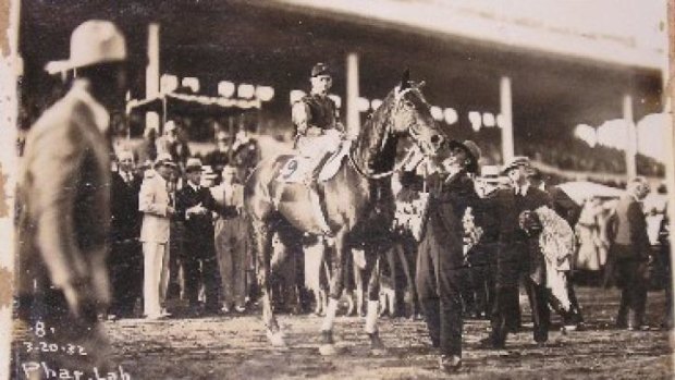 Big day in Mexico: Phar Lap prior to his win in Mexico in 1932.