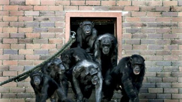 Not quite human ... Chimpanzees have nearly the same DNA as humans.