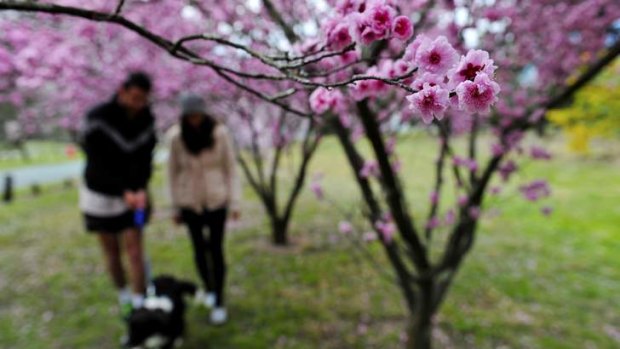 Adam Johnston and Miranda Scarr walk through the blossoms in Yarralumla with their dog Carver.