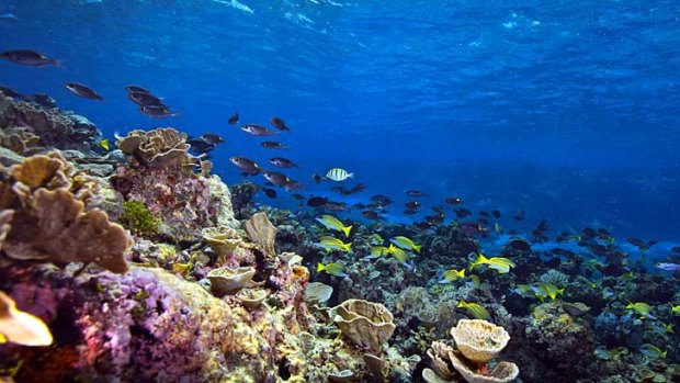 Destruction of reef financed by banks, says activist group