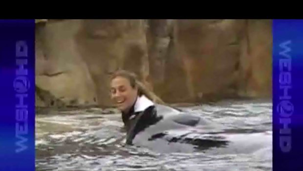 Moments before she died ... Dawn Brancheau plays with Tilikum.