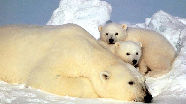Polar bears in northern Alaska.