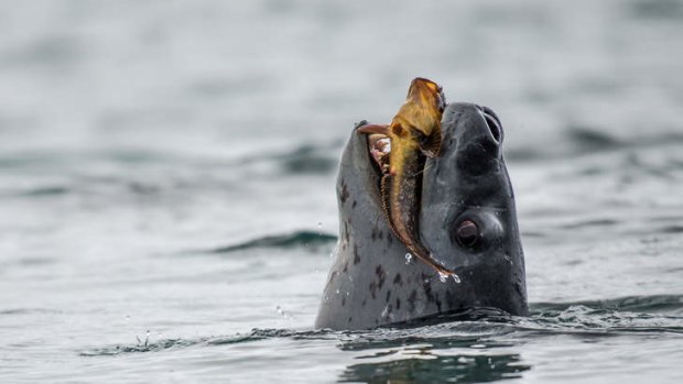A seal with its catch.
