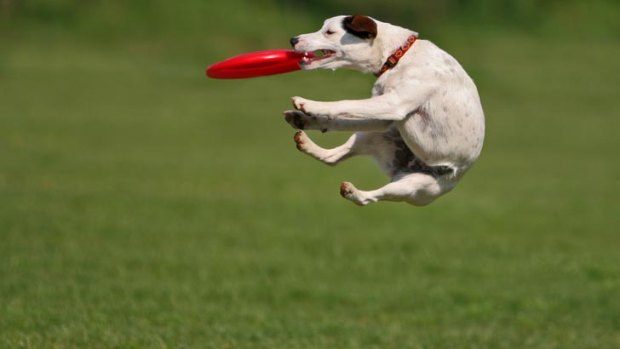 Off the leash ... Canberrans are being asked to comment on the location of a new dog park.