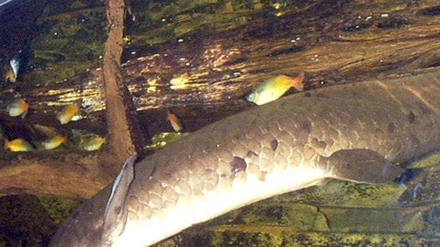 Conservationists say the dam will threaten lungfish.