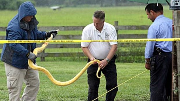 The Burmese python is removed from the home where it killed a toddler.