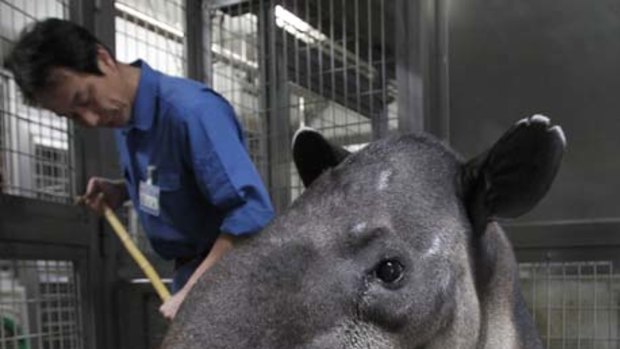 A zookeeper brushes the back of a baird's tapir, an endangered species, inside her enclosure at the Preservation and Research Centre in Yokohama.