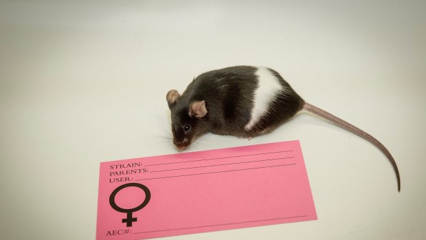 The under-representation of female mice in animal trials could have dramatic implications.