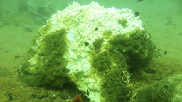 A Porites coral head that has succumbed to coral bleaching, off Montebello Island.