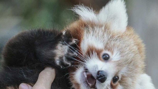 Melbourne Zoo's adorable pair of baby red pandas now have names.
