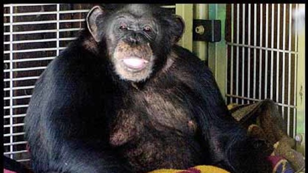 Travis in his playpen in 2003.