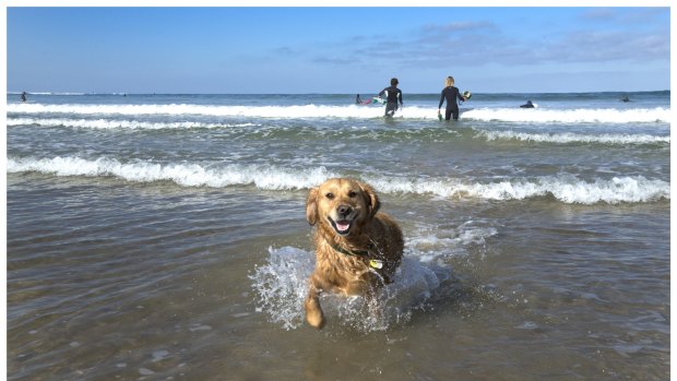 Tillie the dog is not bothered by the global records for the Pacific.