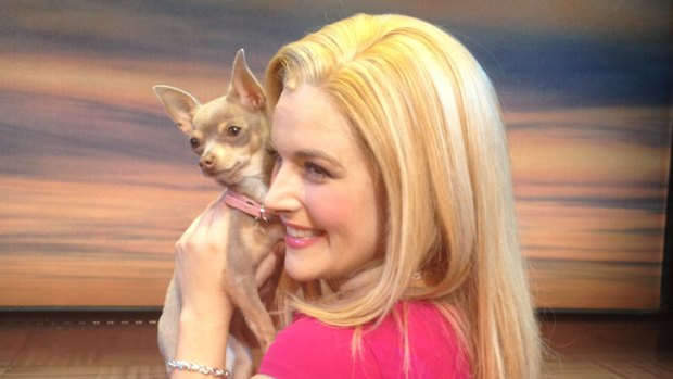 Legally Blonde the Musical star Lucy Durack with her tiniest co-star, Audrey the chihuahau.