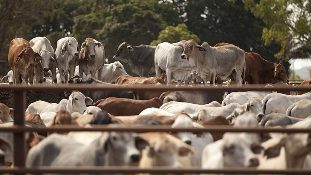 Up to 5000 head of cattle marked for export but now left in limbo at Nick Thorne's export yard south of Darwin since the federal governments ban on live exports.