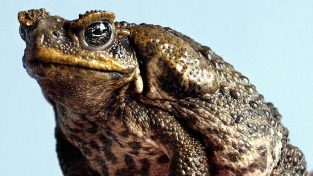 Scientists hope to use cane toads' own poison against them in the fight to eradicate the species from Australia.