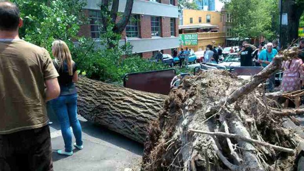 A tree was uprooted in Devonshire Street, Surry Hills, damaging buildings and a car.