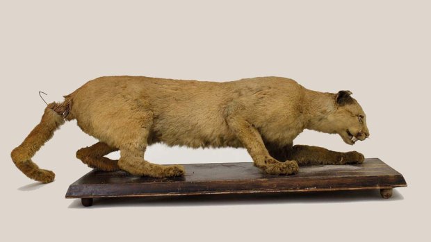 A stuffed eastern cougar, said to have been the last cougar killed in Pennsylvania by Thomas Anson in 1874, in the State Museum of Pennsylvania. The US Fish and Wildlife Service has declared the eastern cougar to be extinct.