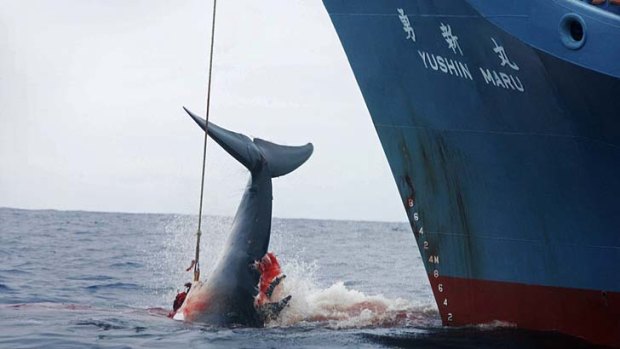 Relying on handouts ... the Japanese whaling industry.