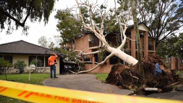 A man from a tree lopping business assesses the fallen tree that has damaged the Bankstown house.