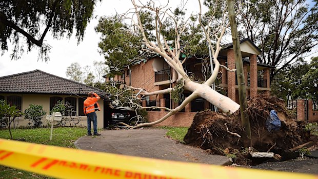 A man from a tree lopping business assesses the fallen tree that has damaged the Bankstown house.