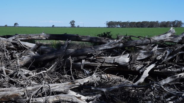 Cleared trees and crops near Croppa Creek. 