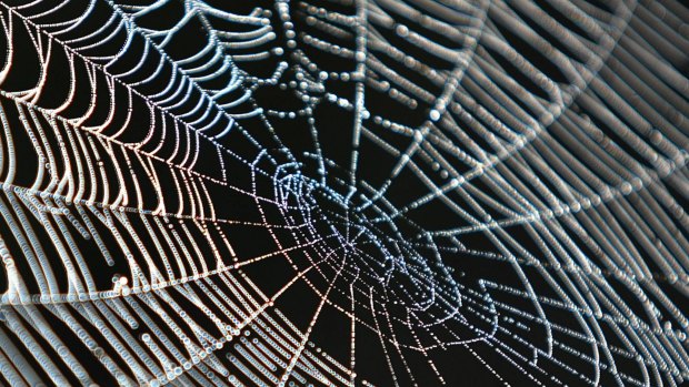 Images show spiderwebs around the world, not all found in Australia